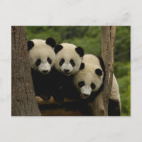 Melanoleuca) do Ailuropoda dos bebês da panda