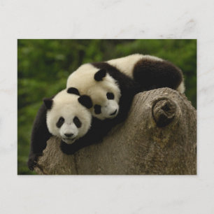 Cartão Postal Melanoleuca) do Ailuropoda dos bebês da panda
