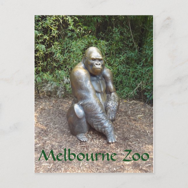 Cartão Postal Melbourne Zoo Gorilla (Frente)