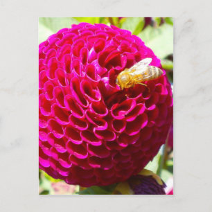 Cartão Postal Melhabeça em uma Flor