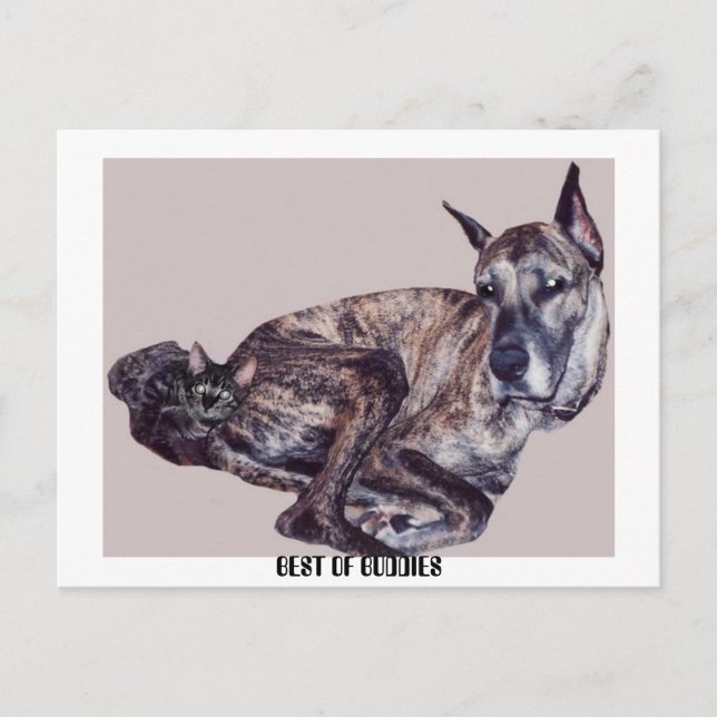 CARTÃO POSTAL MELHOR AMBIENTE (Frente)