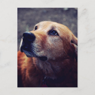 Cartão Postal Melhor Amigo do Homem