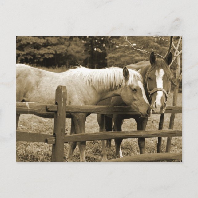 Cartão Postal Melhores Amigos (Frente)