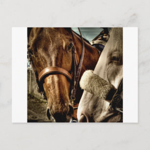 Cartão Postal Melhores Amigos