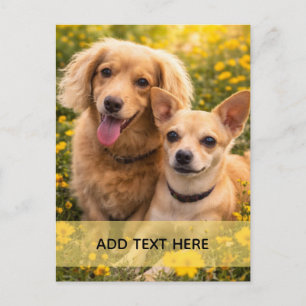 Cartão Postal Melhores Amigos Dachshund e Chiweenie ADICIONE SEU