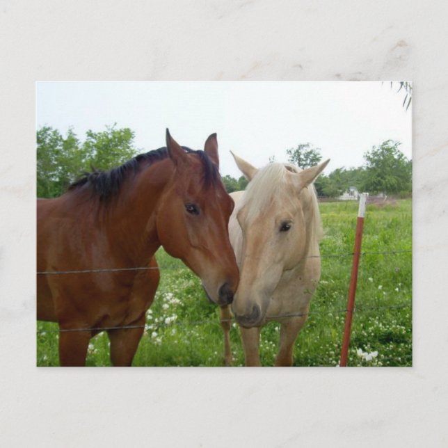 Cartão Postal Melhores Amigos para Sempre - Cavalos (Frente)