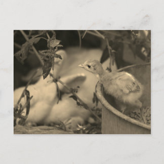 Cartão Postal Melhores Amigos, Talvez? -