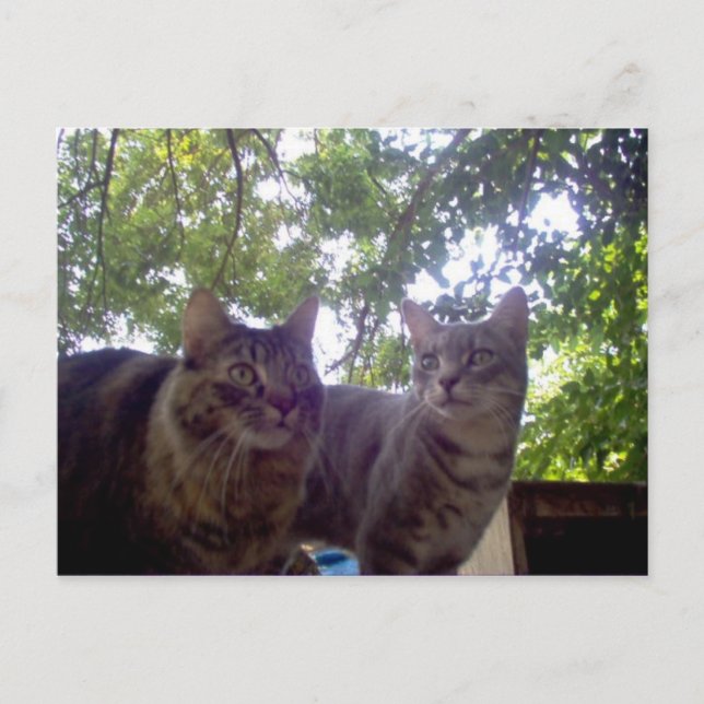 Cartão Postal Melhores Buds (Frente)