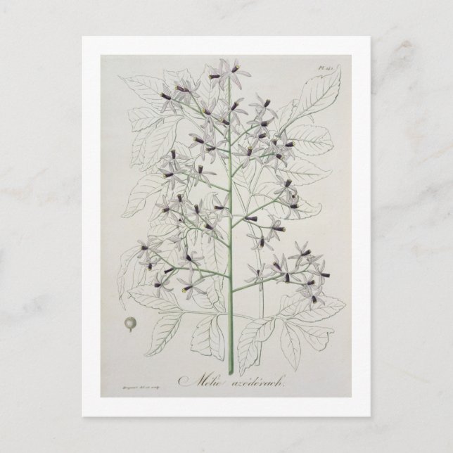 Cartão Postal Melia Azedarach, de 'Phytographie Medicale', por J (Frente)