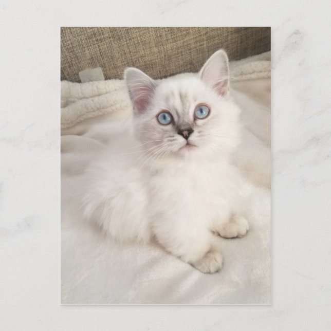 Cartão Postal Melody (Frente)