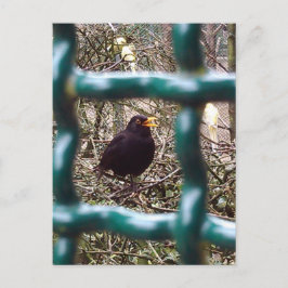 Cartão Postal Melro atrás das grades, Animal, Aves, Pássaro Pret