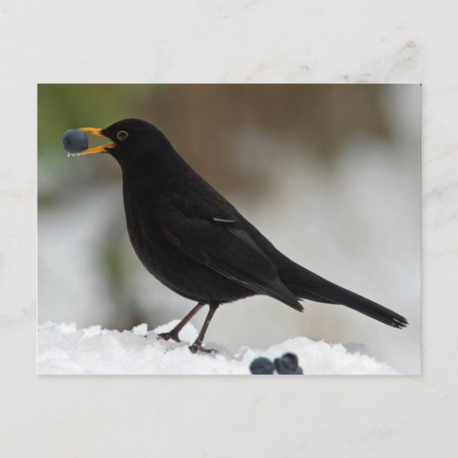 Cartão Postal Melro comendo uvas na neve (Frente)
