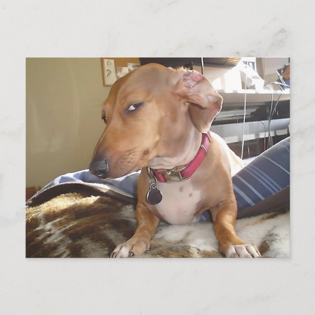 Cartão Postal Memória do Cachorro do Lado do Cartão-Postal (Frente)