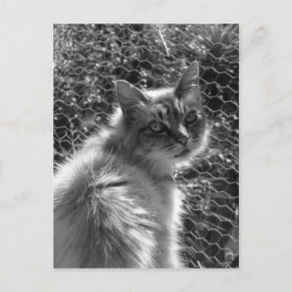 Cartão Postal Memórias