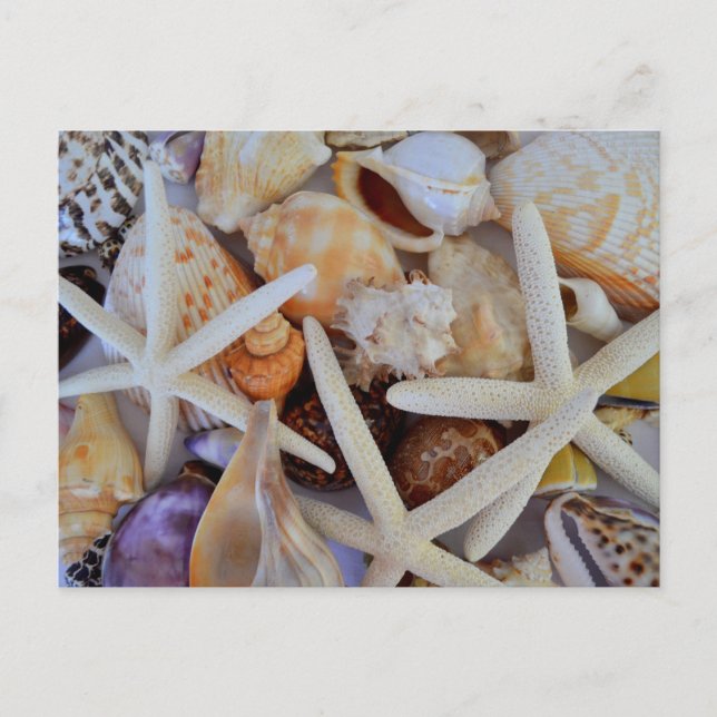 Cartão Postal Menagerie de Vida Marinha (Frente)