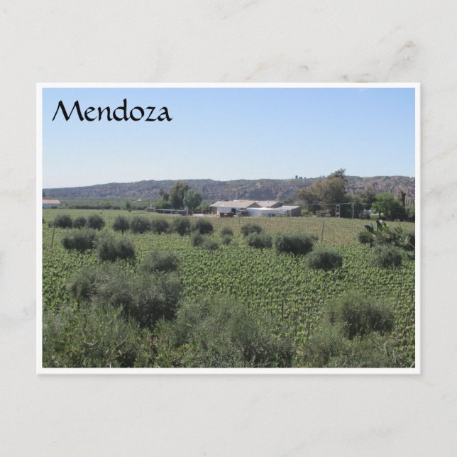 Cartão Postal mendoza winery green (Frente)