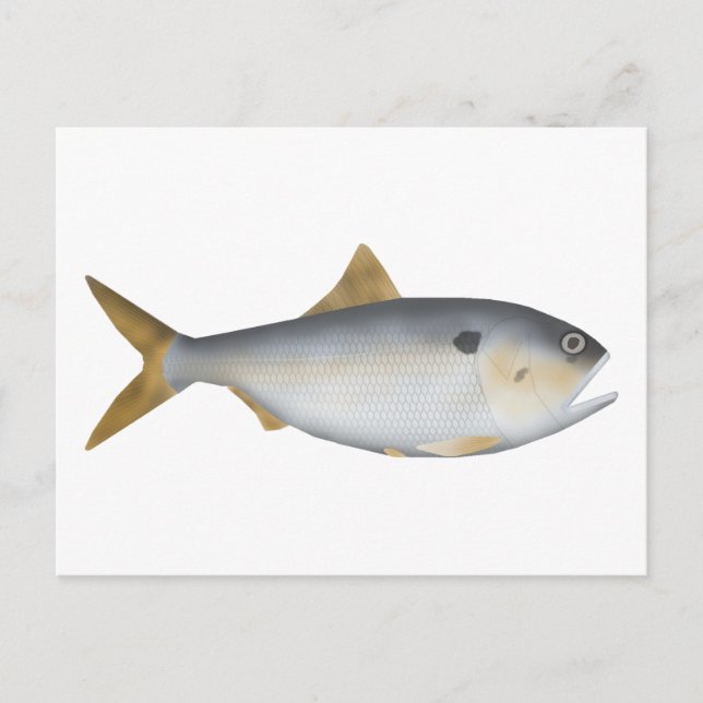 Cartão Postal Menhaden Argentino (Frente)