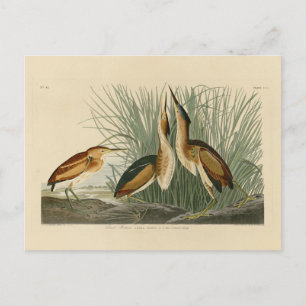 Cartão Postal Menos amargo das Aves da América de Audubon