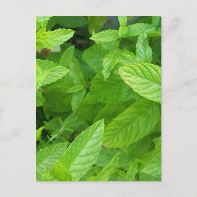 Cartão Postal Menta (Frente)