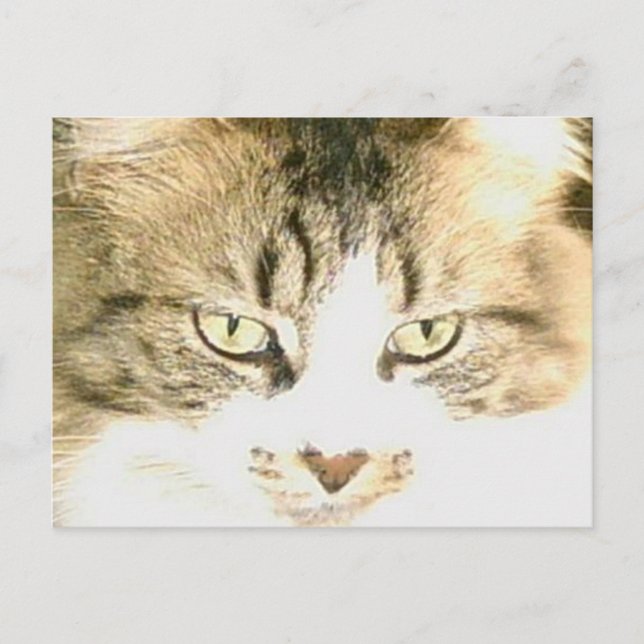 Cartão postal Meow Cats 14 (Frente)