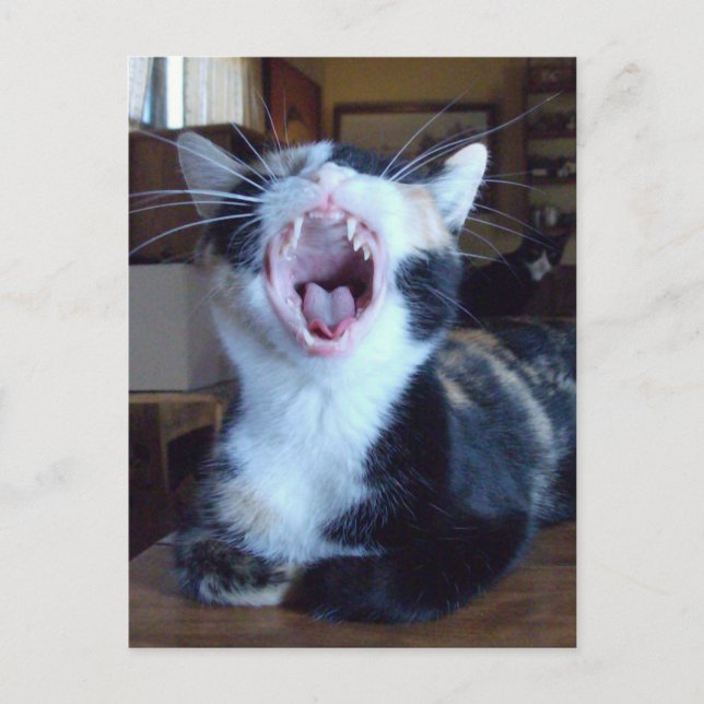 Cartão postal Meow Cats 30 (Frente)