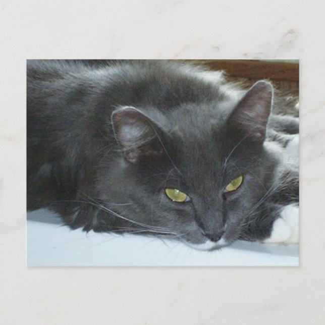 Cartão postal Meow Cats 8 (Frente)