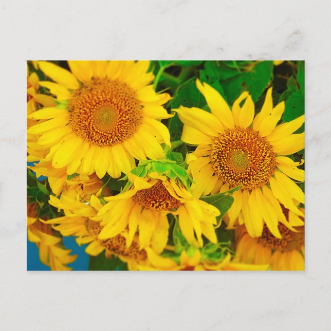 Cartão Postal Mercado de flores suntuárias KC Mercado de agricul (Frente)