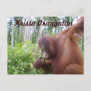 Cartão Postal Mercadorias do Clube Fan Krista Orangutan