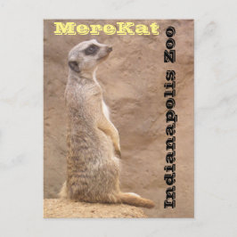 Cartão Postal Merekat Indianapolis Zoo