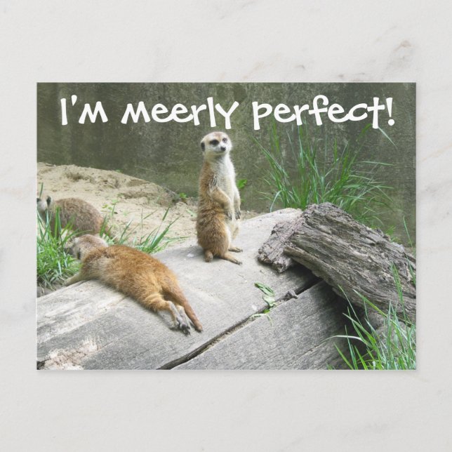 Cartão Postal Merely Perfect Meerkat (Frente)