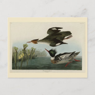 Cartão Postal Merganser de mamas vermelhas, o Pássaro da América