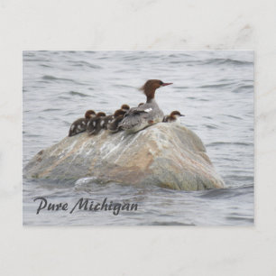Cartão Postal Merganser e pintinhos, Norte do Michigan