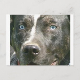 Cartão Postal merle catahoula.png