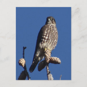 Cartão postal Merlin