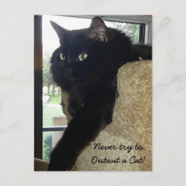 Cartão Postal Merlin, a citação do gato