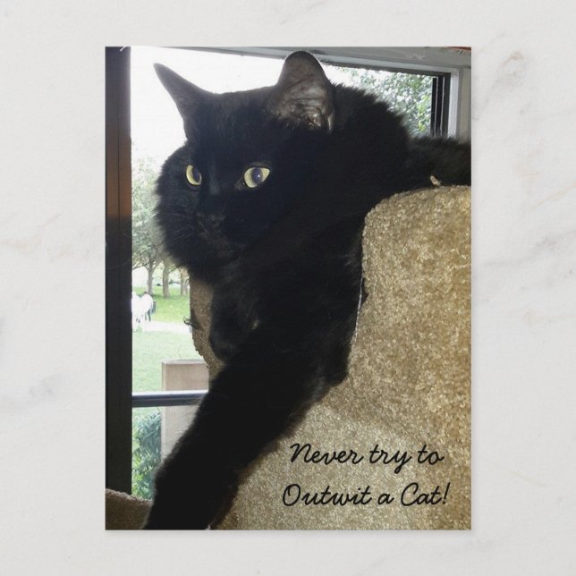 Cartão Postal Merlin, a citação do gato (Frente)