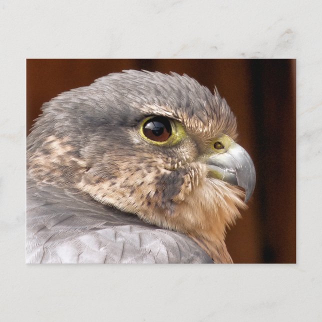 CARTÃO POSTAL MERLIN FALCON BIRD OF PREY (Frente)