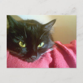 Cartão Postal Merlin o Cartão-postal do Cat