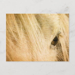 Cartão Postal Messy Mane