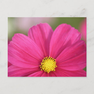 Cartão Postal Metade de uma beleza