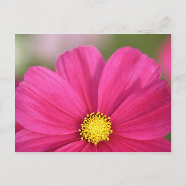 Cartão Postal Metade de uma beleza (Frente)