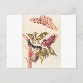 Cartão Postal Metamorfose de borboleta Maria Sibylla Merian