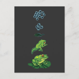 Cartão Postal Metamorfose do Sapo do ciclo de vida