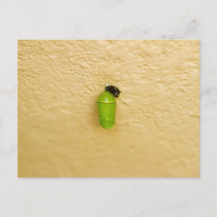 Cartão Postal Metamorfose inicia borboleta monarca