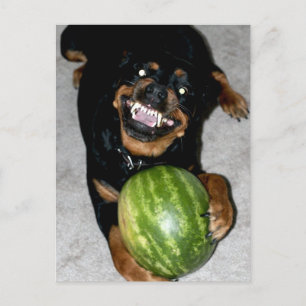 Cartão Postal Meu Cachorro Gosta De Melancia