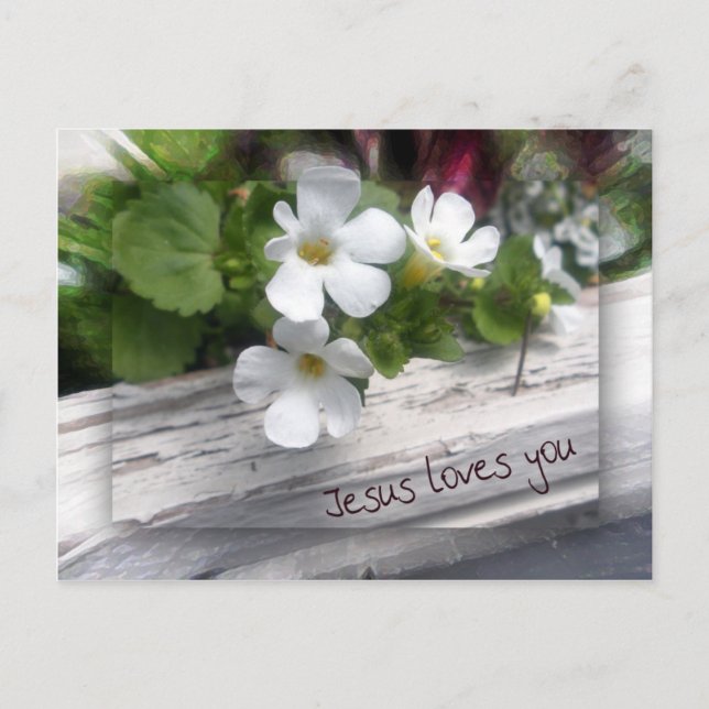 Cartão Postal Meu Cartão-postal de ovelha (Frente)