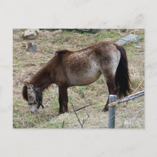 Cartão Postal Meu Cartão-postal de Pequeno Pôneo