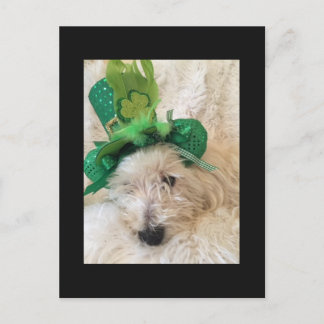 Cartão Postal Meu Chapéu Sortudo Westie