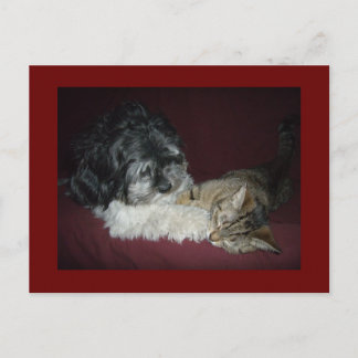 Cartão Postal Meu melhor amigo