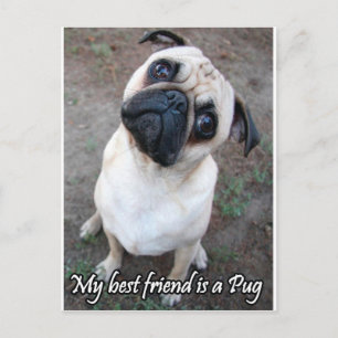 Cartão Postal Meu Melhor Amigo é um Pug